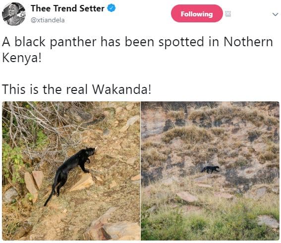 Thee trend setter xtiandela following black panther has been spotted in nothern