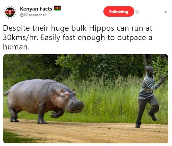 Kenyan facts kresearcher following despite their huge bulk hippos can run at 3ok