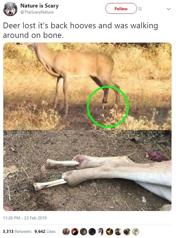 Nature is scary thescarynature follow deer lost it's back hooves and was walking