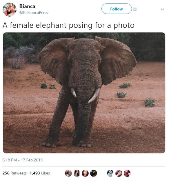 Bianca itsbiancaperez follow female elephant posing for a photo 6,18 pm 17 feb 2
