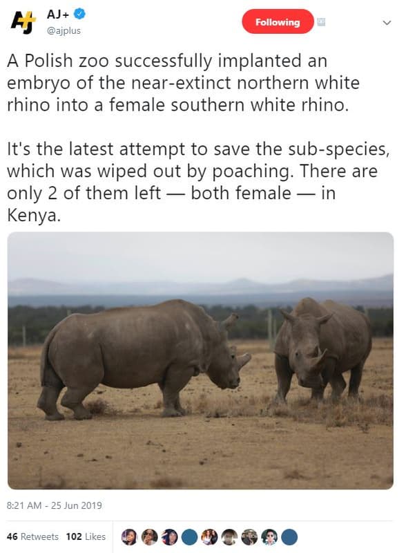 Aj f ajplus following polish zoo successfully implanted an embryo of the nearext