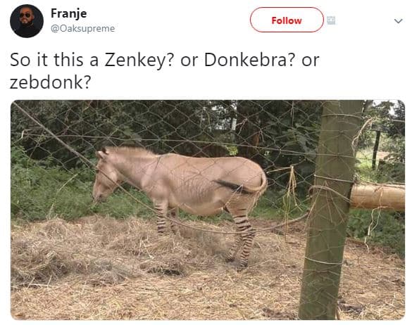 Franje oaksupreme follow so it this a zenkey? or donkebra? or zebdonk?
