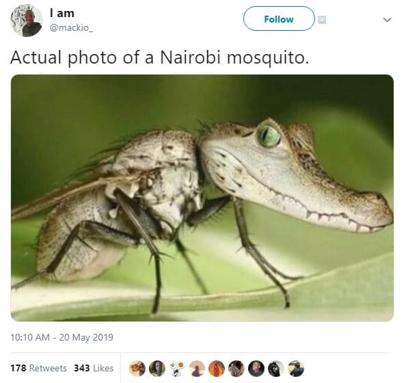 Lam mackio _ follow actual photo of a nairobi mosquito. 10.10 am 20 may 178 retw