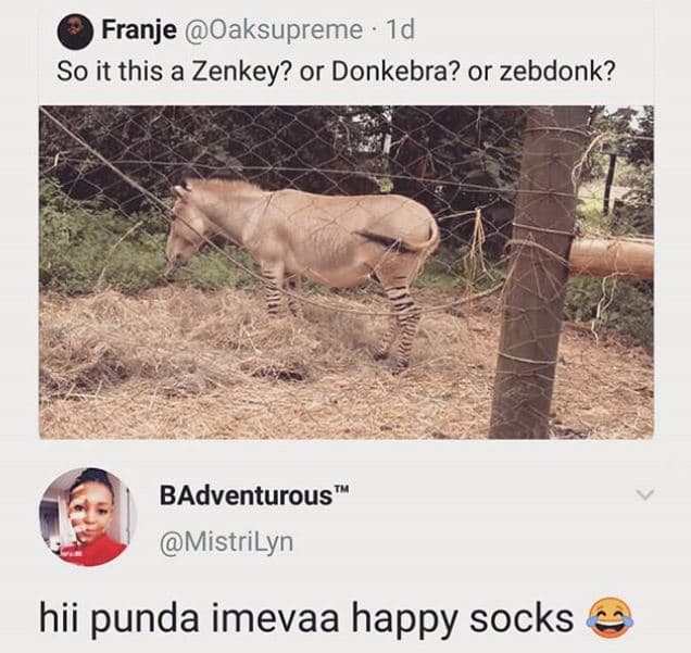 Franje oaksupreme id so it this a zenkey? or donkebra? or zebdonk? badventurous