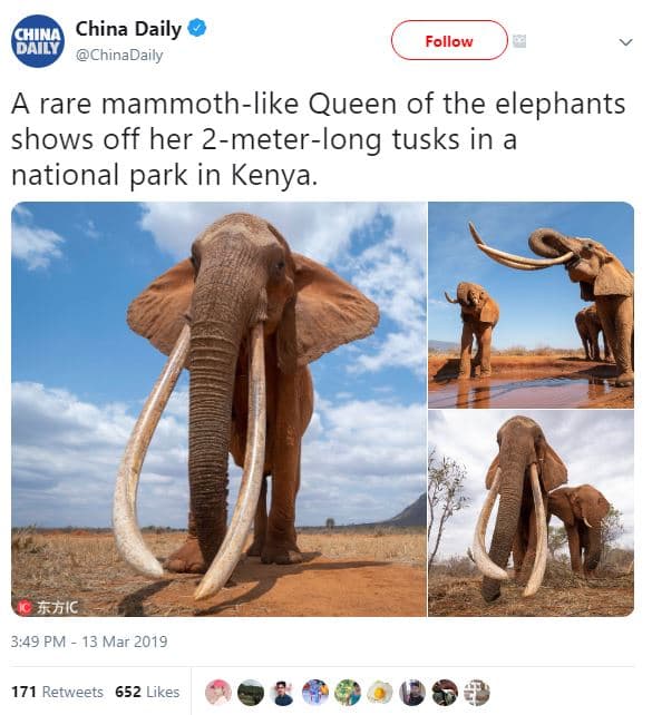 China daily 844 chinadaily follow rare mammothlike queen of the elephants shows