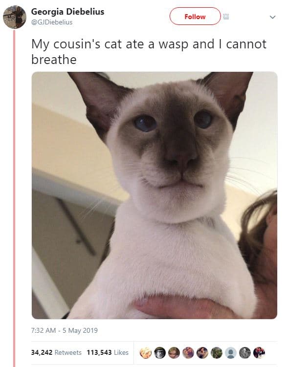 Georgia diebelius gjdiebelius follow my cousin's cat ate a wasp and cannot breat