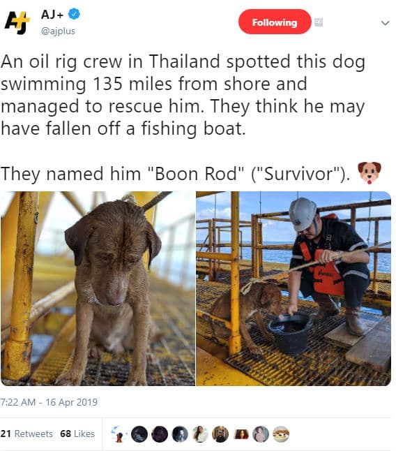 Aj fj ajplus following an oil rig crew in thailand spotted this dog swimming 135