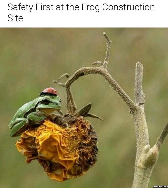 Safety first at the frog construction site memes