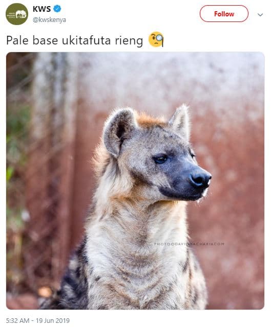 Kws kwskenya follow pale base ukitafuta rieng pnroaley caeoh 5.32 am 19 jun