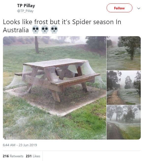 Tp pillay tp_pillay follow looks like frost but it's spider season in australia