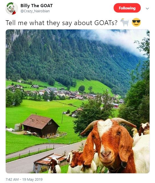 Billy the goat crazy_nalrobian following tell me what they say about goats? 7,42