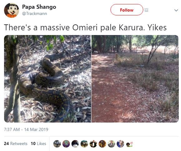 Papa shango trackmann follow there's a massive omieri pale karura. yikes 7,37 am