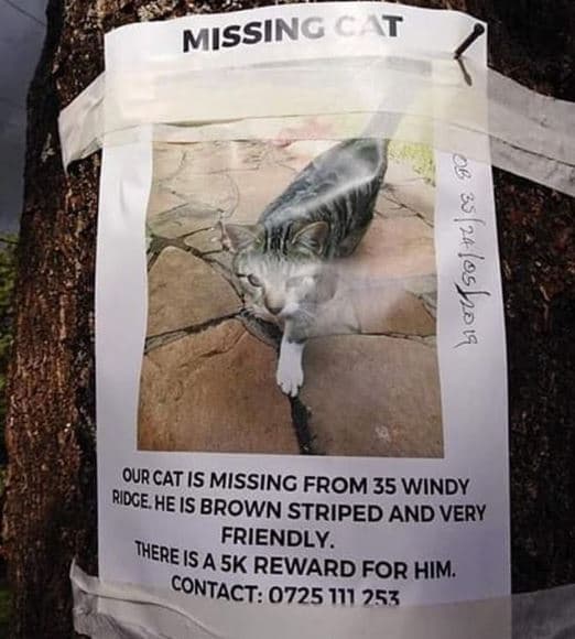 Missing at qurcatis missing from 35 windy ridce he is brown striped and very the