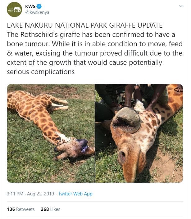 Kws kwskenya lake nakuru national park giraffe update the rothschild's giraffe h
