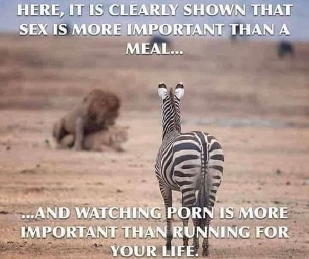 Here, t s clearly shown that sex is more imiportant than a meal and watching por