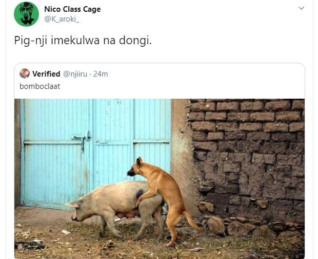 Nico class cage k_aroki _ pignji imekulwa na dongi. verified njiiru . 24m bomboc
