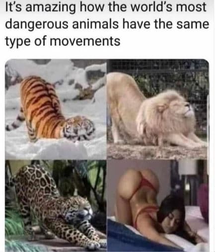 Its amazing how the world's most dangerous animals have the same type of movemen