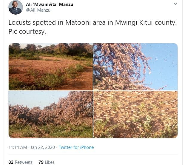 Ali mwamvita manzu ali_manzu locusts spotted in matooni area in mwingi kitui cou
