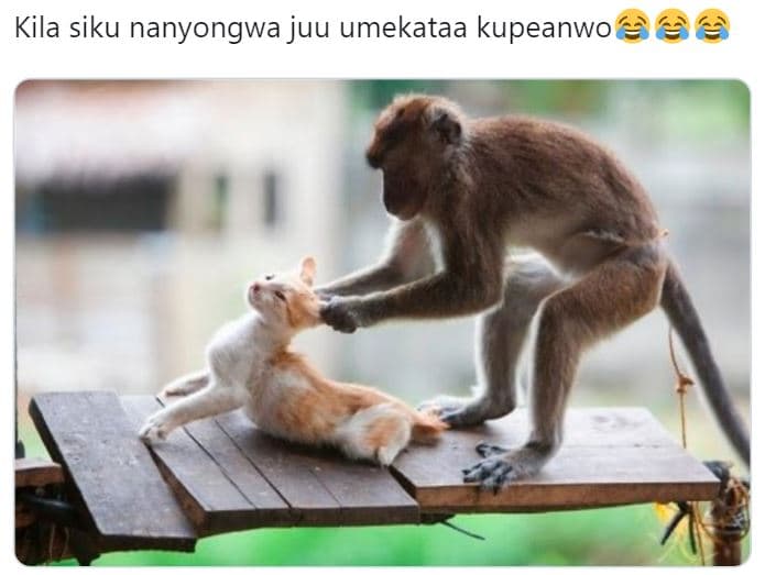 Kila siku nanyongwa juu umekataa kupeanwo 6