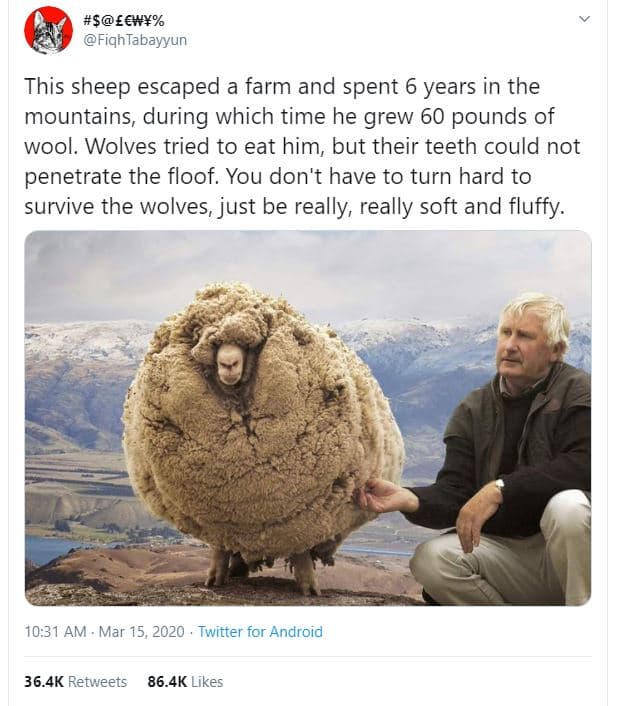 Sy fiqhtabayyun this sheep escaped a farm and spent 6 years in the mountains, du