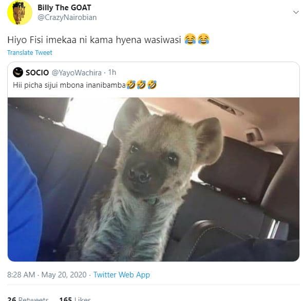 Billy the goat crazynairobian hiyo fisi imekaa ni kama hyena wasiwasi translate