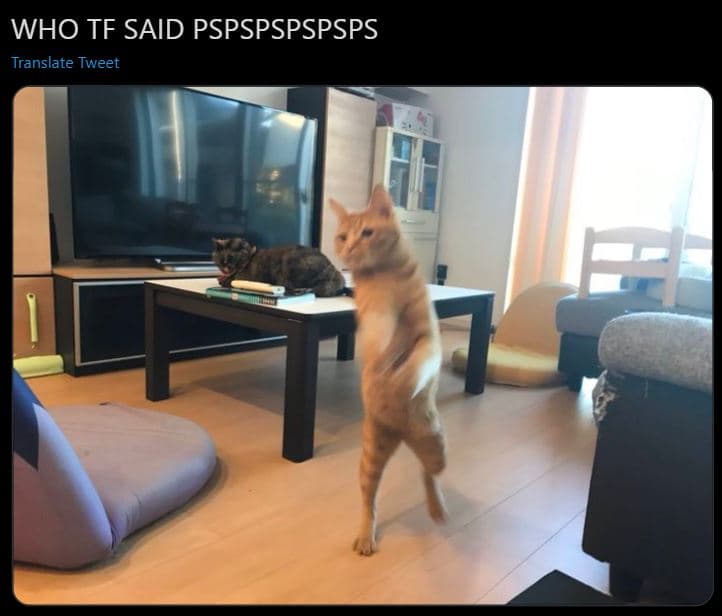 Who tf said pspspspspsps translate tweet