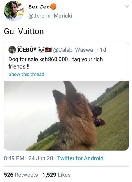 Ser jer jeremihmuriuki gui vuitton cübôë caleb_waswa_ 1d dog for sale ksh860,000