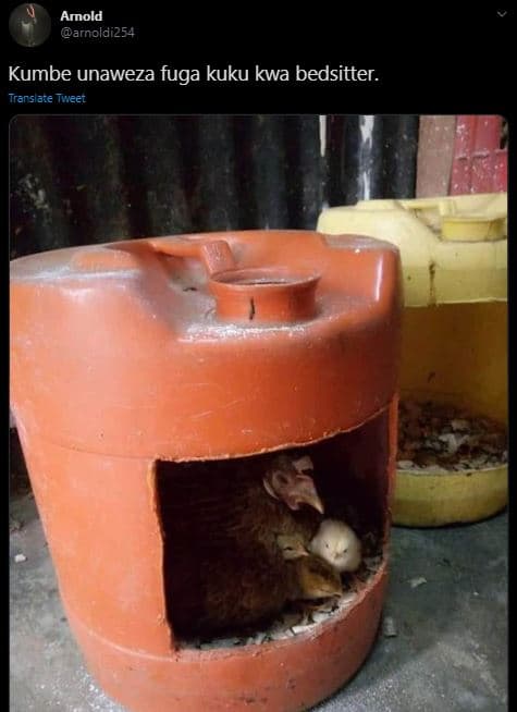 Amold arnoldi25 4 kumbe unaweza fuga kuku kwa bedsitter. trars ate tweet