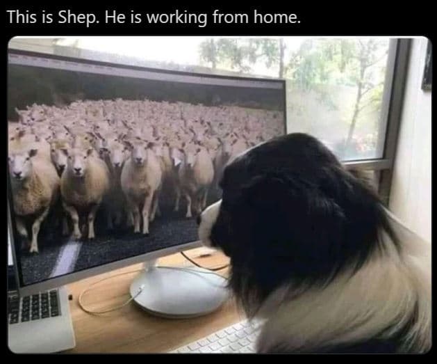 This is shep. he is working from home_