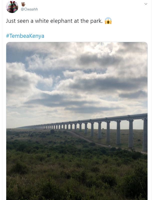 Owaahh just seen a white elephant at the park tembeakenya