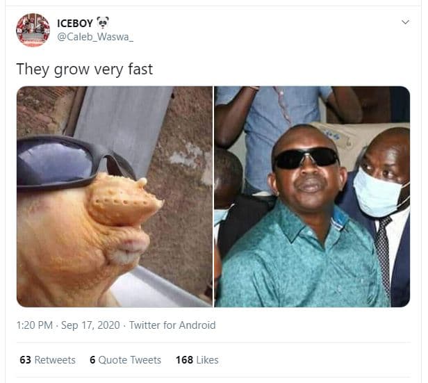 Iceboy caleb_waswa_ they grow very fast 1.20 pm . sep 17, twitter for android 63