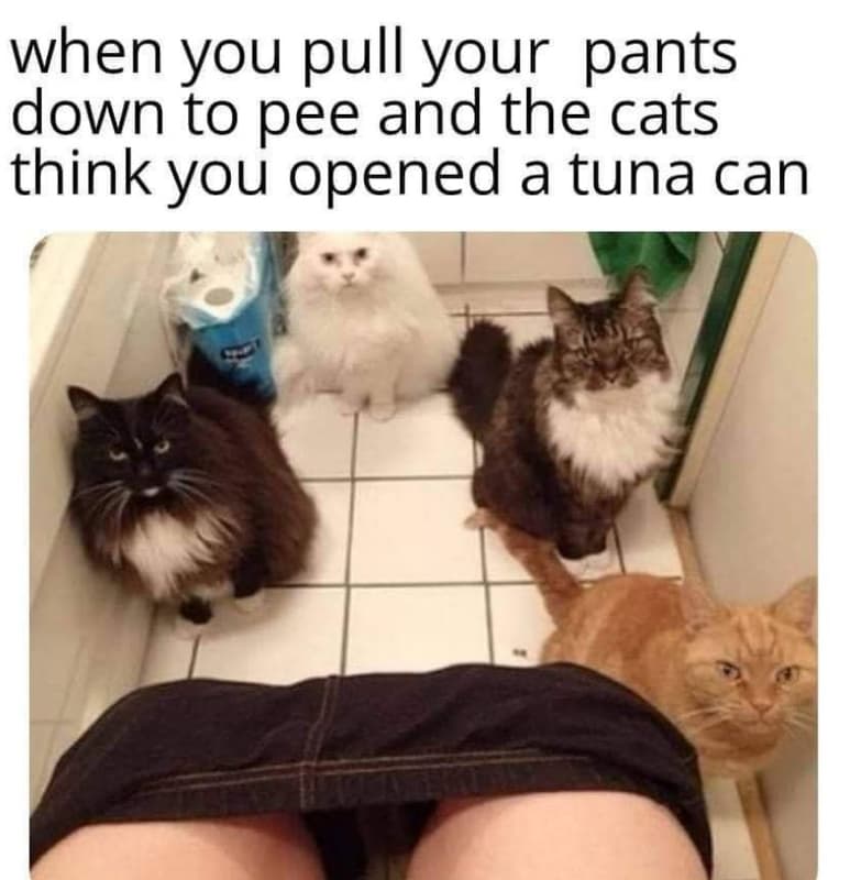 When you pull your pants down to pee and the cats think you opened a tuna can