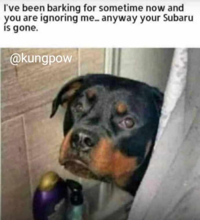 Ive been barking for sometime now and you are ignoring me_anyway your subaru is