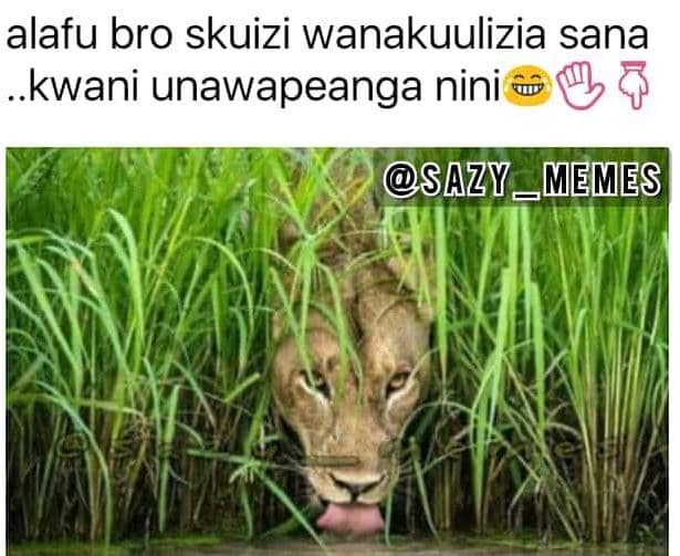 Alafu bro skuizi wanakuulizia sana kwani unawapeanga nini sazy memes