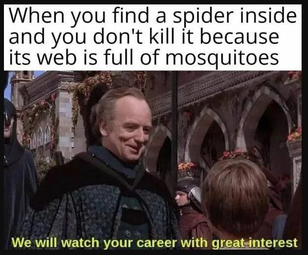 When you find a spider inside and you don't kill ít because its web is full of m