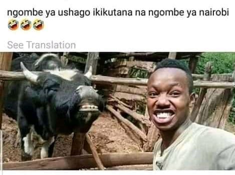 Ngombe ya ushago ikikutana na ngombe ya nairobi see translation
