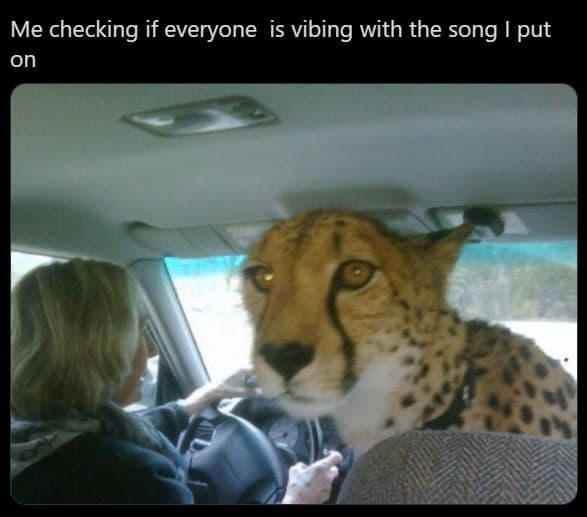 Me checking if everyone is vibing with the song i put on