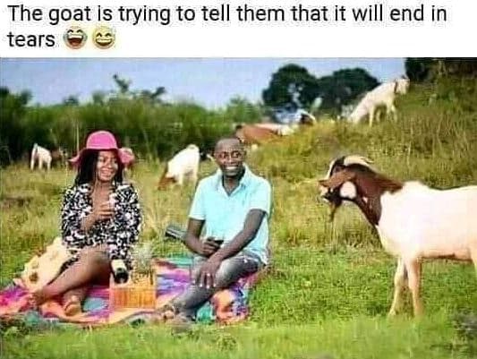 The goat is trying to tell them that it will end in tears