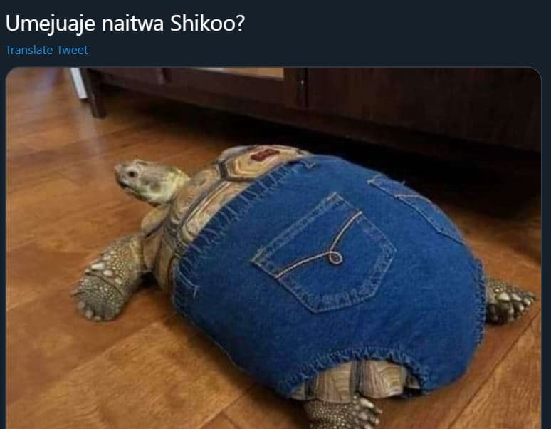 Umejuaje naitwa shikoo? translate tweet