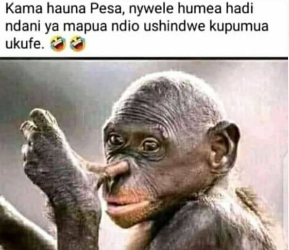 Kama hauna pesa, nywele humea hadi ndani ya mapua ndio ushindwe kupumua ukufe.