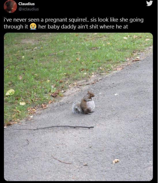 Claudius xclaudius i've never seen a pregnant squirrel_. sis look like she going