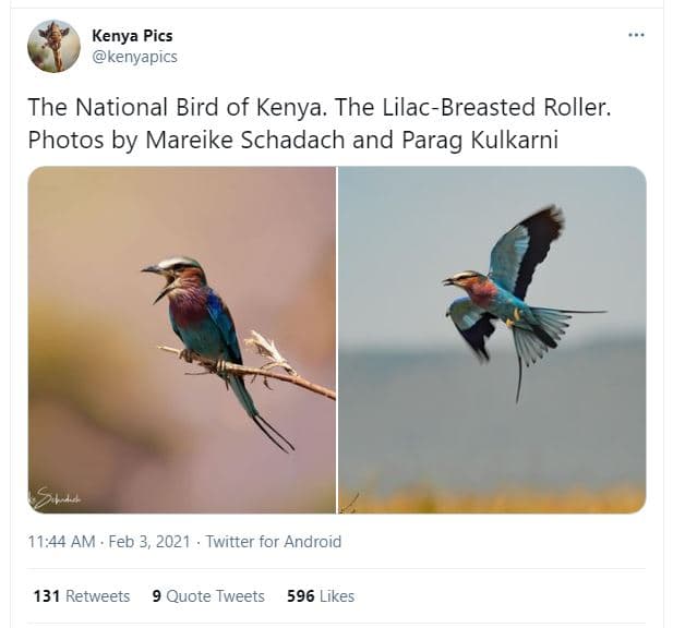 Kenya pics kenyapics the national bird of kenya. the lilacbreasted roller. photo