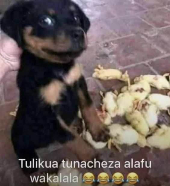 Tulikua tunacheza alafu wakalala