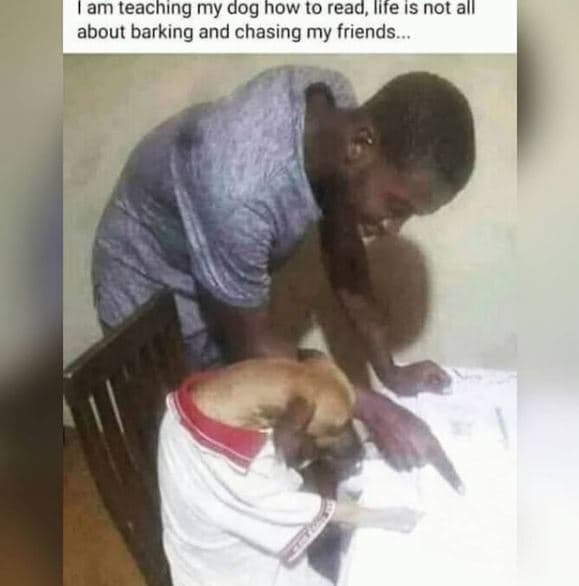 Am teachıng my dog how to read, llfe ıs not all about barking and chasing my fri