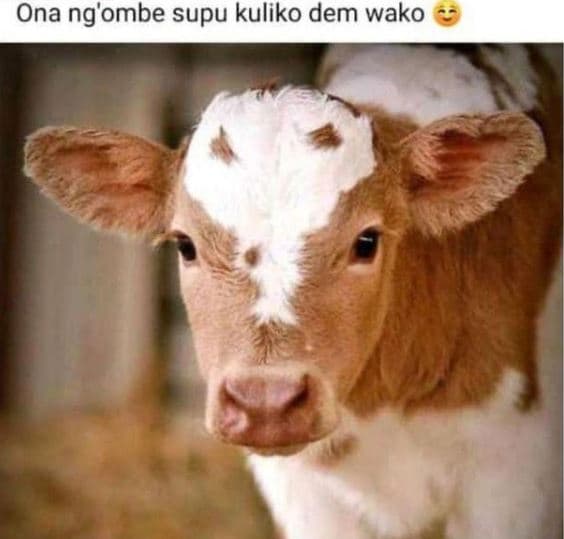 Ona ng'ombe supu kuliko dem wako
