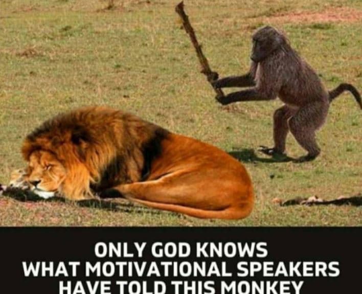 Only god knows what motivational speakers havetold this monkey