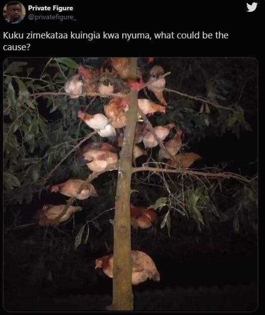 Private figure privatefigure kuku zimekataa kuingia kwa nyuma, what could be the