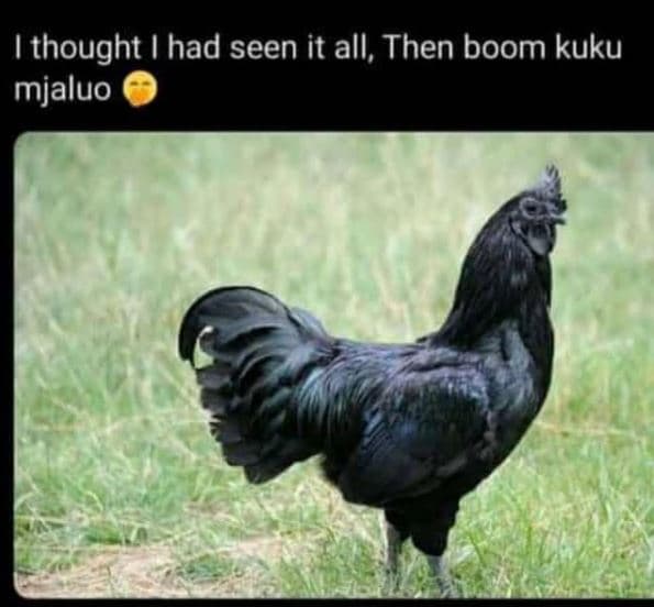 Thought had seen it all, then boom kuku mjaluo