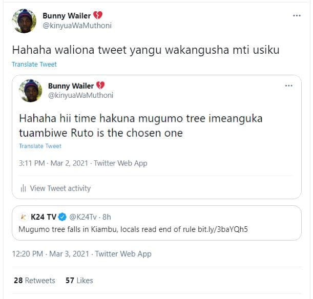 Bunny wailer kinyuawamuthoni hahaha waliona tweet yangu wakangusha mti usiku tra