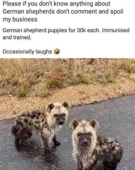 Please if you don't know anything about german shepherds don't comment and spoil